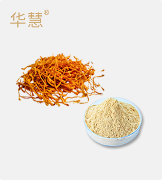 蛹虫草粉